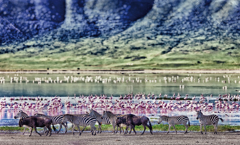 Wilde dieren in Afrika