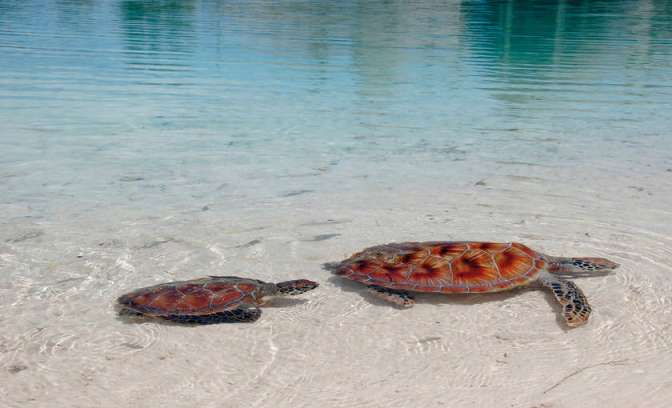 Schilpadden in de zee van eiland Polynesia