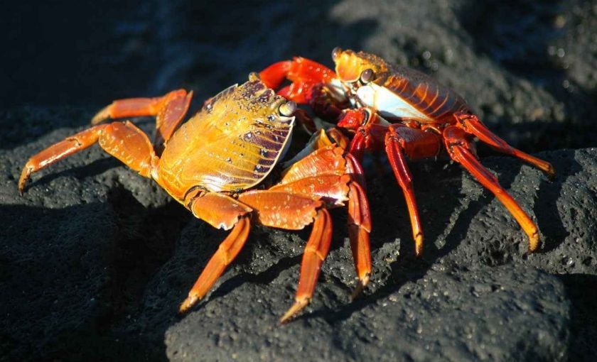 Krabben op Galapagos