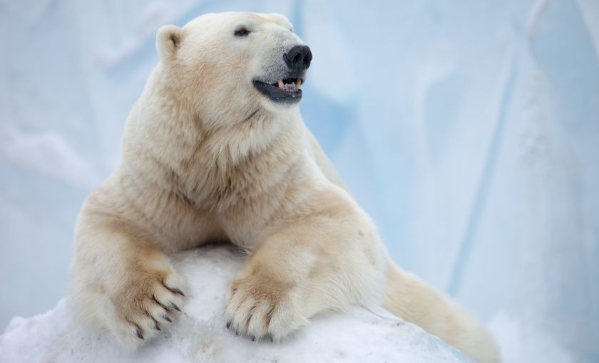 Ijsbeer op Groenland