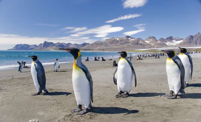 Pinguïns op de Falkland Eilanden